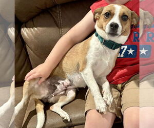 American Foxhound-Jack Russell Terrier Mix Dogs for adoption in Okolona, MS, USA