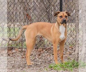 Boxer-Unknown Mix Dogs for adoption in Waco, TX, USA
