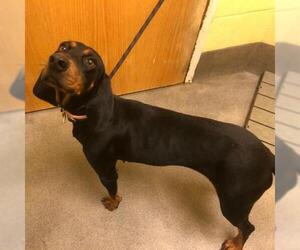 Black and Tan Coonhound Dogs for adoption in Forestville, MD, USA