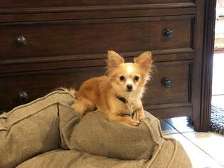 Medium Photo #1 Chihuahua Puppy For Sale in Centreville, VA, USA