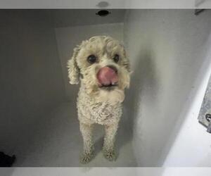 Poodle (Miniature) Dogs for adoption in Houston, TX, USA