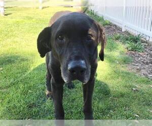 Labrador Retriever Dogs for adoption in San Clemente, CA, USA