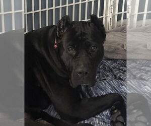 Presa Canario Dogs for adoption in New York, NY, USA
