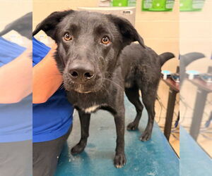 Medium Photo #2 German Shepherd Dog-Unknown Mix Puppy For Sale in Mobile, AL, USA