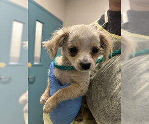 Chihuahua-Unknown Mix Dogs for adoption in Las Vegas, NV, USA
