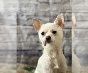 Chihuahua-Unknown Mix Dogs for adoption in New London, WI, USA