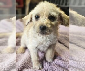 ShiChi Dogs for adoption in Wakefield, RI, USA