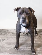 American Pit Bull Terrier Dogs for adoption in Rockwall, TX, USA