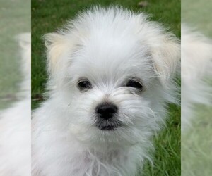 Mal-Shi Dogs for adoption in Seattle, WA, USA