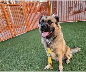 German Shepherd Dog-Unknown Mix Dogs for adoption in Las Vegas, NV, USA