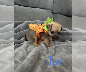 Chihuahua Dogs for adoption in Newfield, NJ, USA
