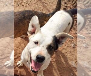 Mutt Dogs for adoption in Los Lunas, NM, USA