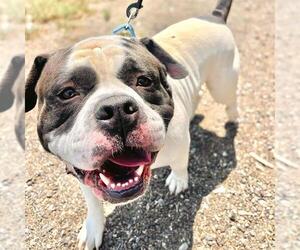 American Bulldog Dogs for adoption in Aurora, CO, USA