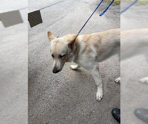 German Shepherd Dog Dogs for adoption in Houston, TX, USA