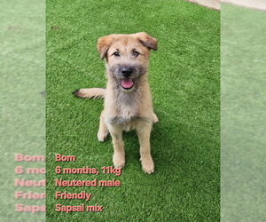 Unknown-Wheaten Terrier Mix Dogs for adoption in Agoura Hills, CA, USA
