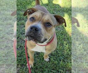 American Staffordshire Terrier-Unknown Mix Dogs for adoption in Fort Lauderdale, FL, USA