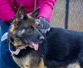 German Shepherd Dog Dogs for adoption in Scituate, MA, USA