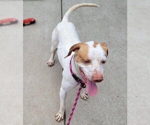 Pointer Dogs for adoption in Sacramento, CA, USA