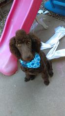 Poodle (Standard) Dogs for adoption in Los Banos, CA, USA