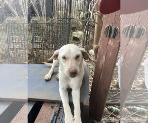 Labrador Retriever-Unknown Mix Dogs for adoption in Slidell, LA, USA