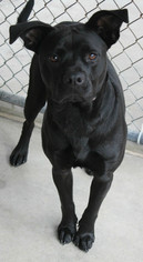 Labrador Retriever-Pug Mix Dogs for adoption in Hilton Head, SC, USA