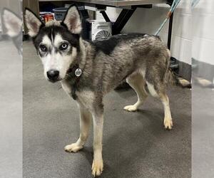 - Mix Dogs for adoption in Forestville, MD, USA