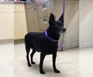 Chihuahua Dogs for adoption in Riverside, CA, USA