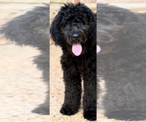 Goldendoodle Dogs for adoption in Baileyton, AL, USA