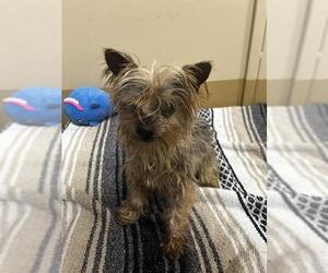 Mutt Dogs for adoption in Chula Vista, CA, USA