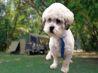 Maltipoo Dogs for adoption in Fairfield, CA, USA