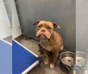 Bulldog-Unknown Mix Dogs for adoption in Tavares, FL, USA