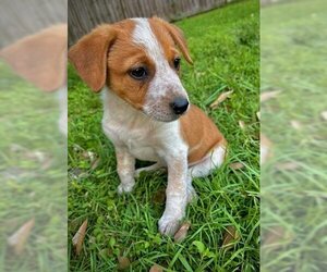 Mutt Dogs for adoption in Princeton, MN, USA