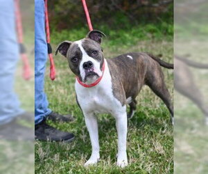 Boxer-Unknown Mix Dogs for adoption in Glen Allen, VA, USA
