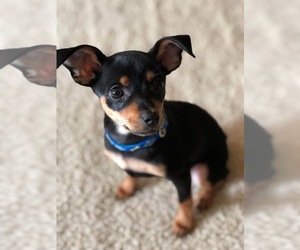 Miniature Pinscher Dogs for adoption in Wenonah, NJ, USA