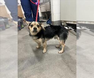 Chiweenie Dogs for adoption in Forestville, MD, USA