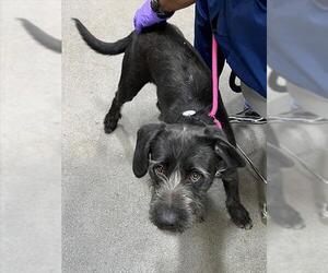 German Wirehaired Pointer-Unknown Mix Dogs for adoption in Forestville, MD, USA