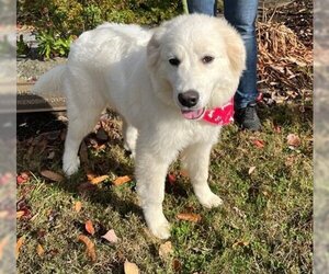 Great Pyrenees-Unknown Mix Dogs for adoption in Warrenton, VA, USA