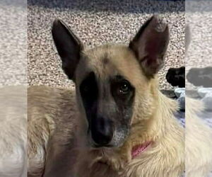 German Shepherd Dog Dogs for adoption in Canton, CT, USA