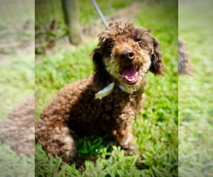 Poodle (Toy)-Unknown Mix Dogs for adoption in Pacolet, SC, USA