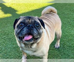 Pug Dogs for adoption in Orange, CA, USA