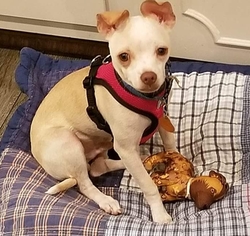 Chihuahua Dogs for adoption in Hollywood, MD, USA