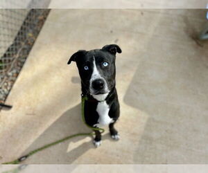 American Pit Bull Terrier-Siberian Husky Mix Dogs for adoption in Charlotte, NC, USA