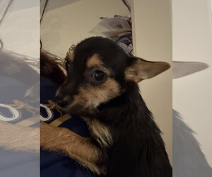Chihuahua Dogs for adoption in Pottstown, PA, USA