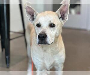 Carolina Dog-Unknown Mix Dogs for adoption in Tavares, FL, USA