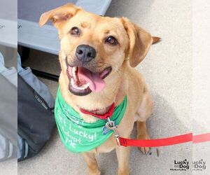 Beagle-Retriever  Mix Dogs for adoption in Washington, DC, USA