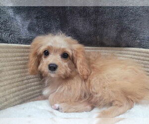 Cavapoo (Miniature) Dogs for adoption in Lincolnwood, IL, USA