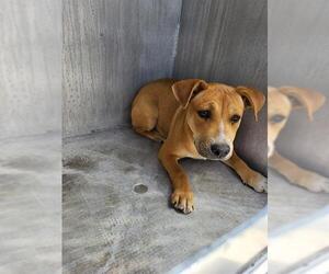American Staffordshire Terrier-Unknown Mix Dogs for adoption in San Antonio, TX, USA
