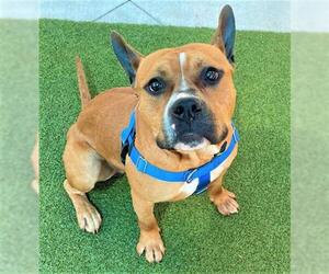 Bull-Boxer Dogs for adoption in Fort Lauderdale, FL, USA