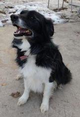 Border-Aussie Dogs for adoption in Millville, UT, USA