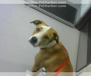 Beagle Dogs for adoption in Corpus Christi, TX, USA